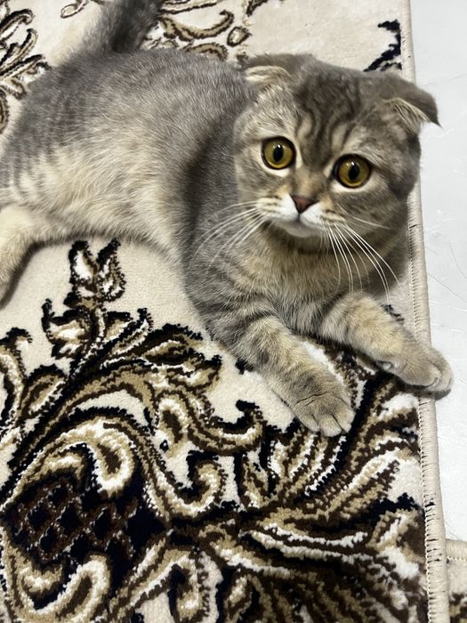 Ham vyaska narxini kelishsak sotiladiyam atak vyaskasi 500ming sum