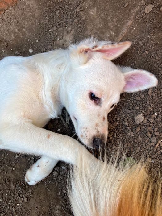 Adoptii catei Bucuresti