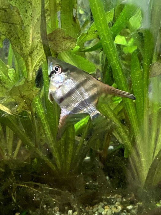 Scalari Angelfish Standard