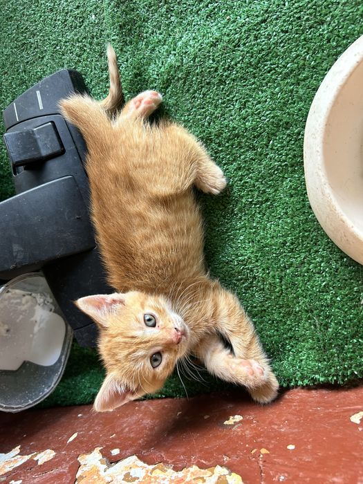 Подарявам котки