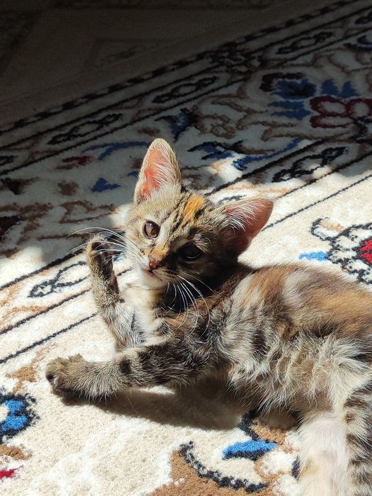 Отдаём котята бауырластар 2