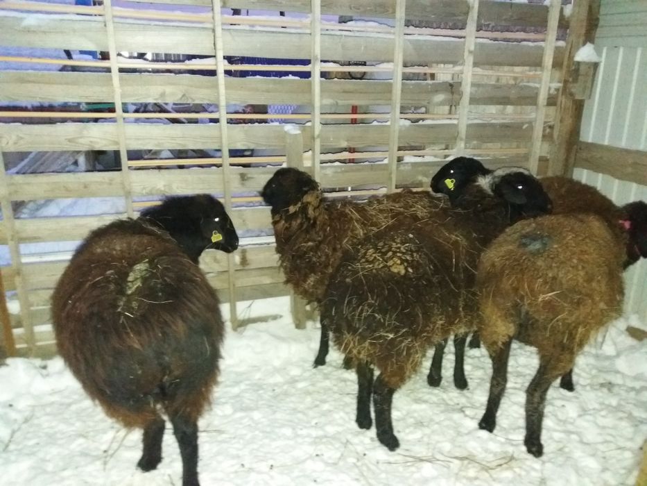 Қой тоқты сатылады.