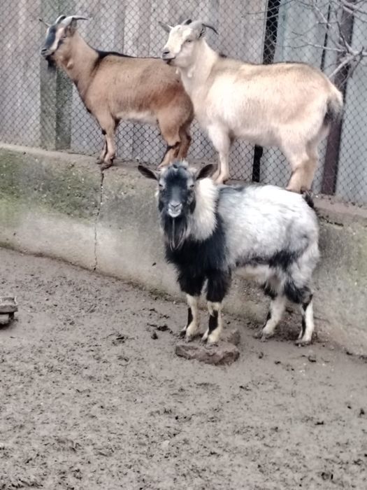 Pereche manze de ponei si capre pitice