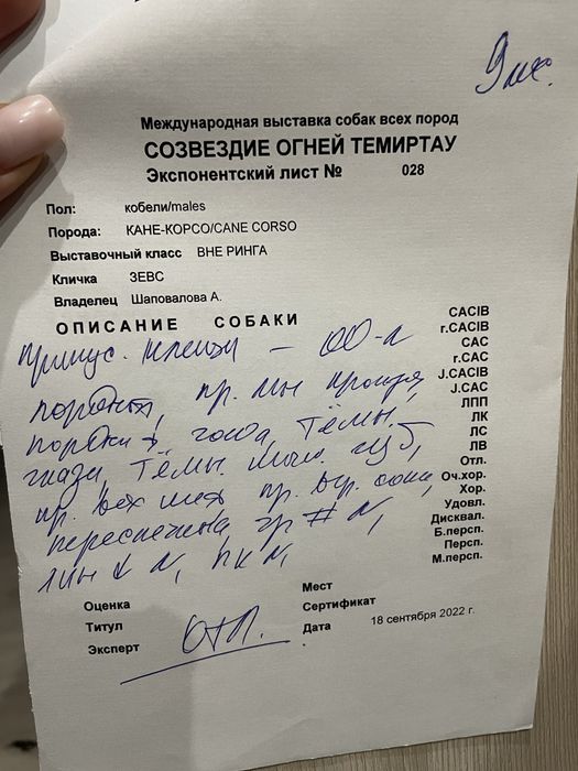 Щенки кане корсо cane corso