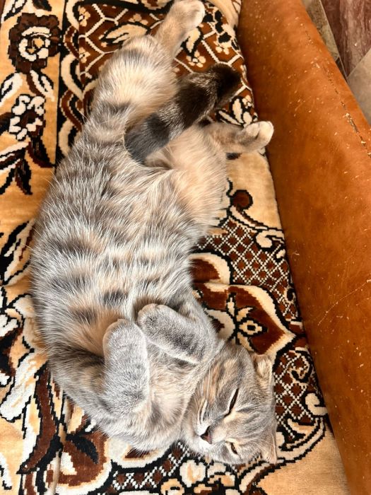 Отдам в добрые руки