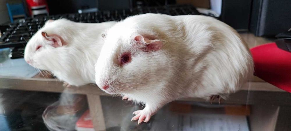 PORCUȘORI DE GUINEEA  ( doi porcușori drăgălași )  foarte frumoși și foarte bine întreținuți, o femelă și un pui, pereche.