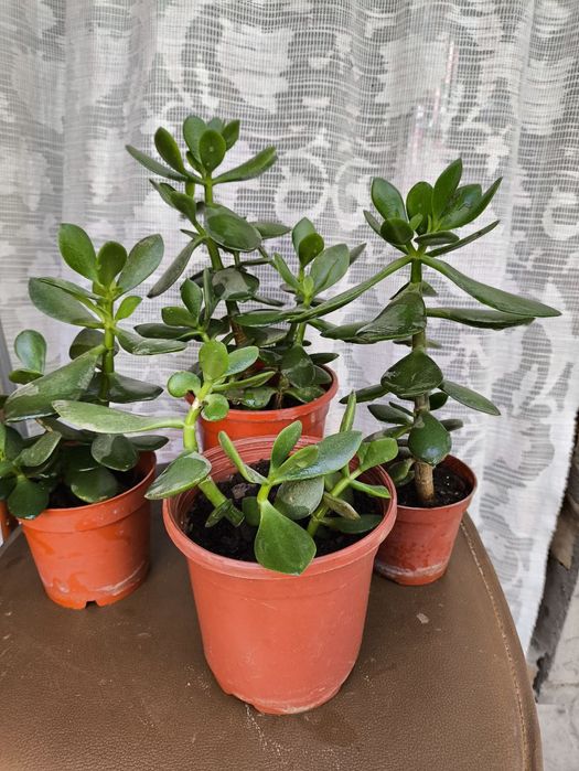 Комнатные цветы из дома