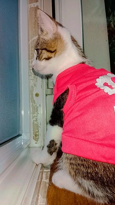 Котята очень КРАСИВЫЕ