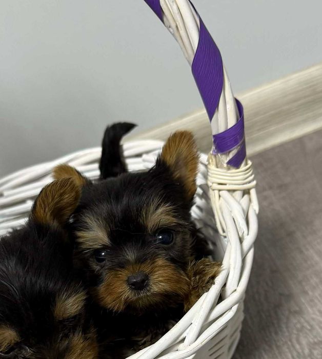 Йоркширски териер