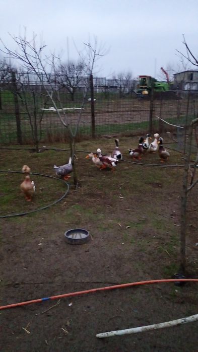 Vând ouă de rață moțată