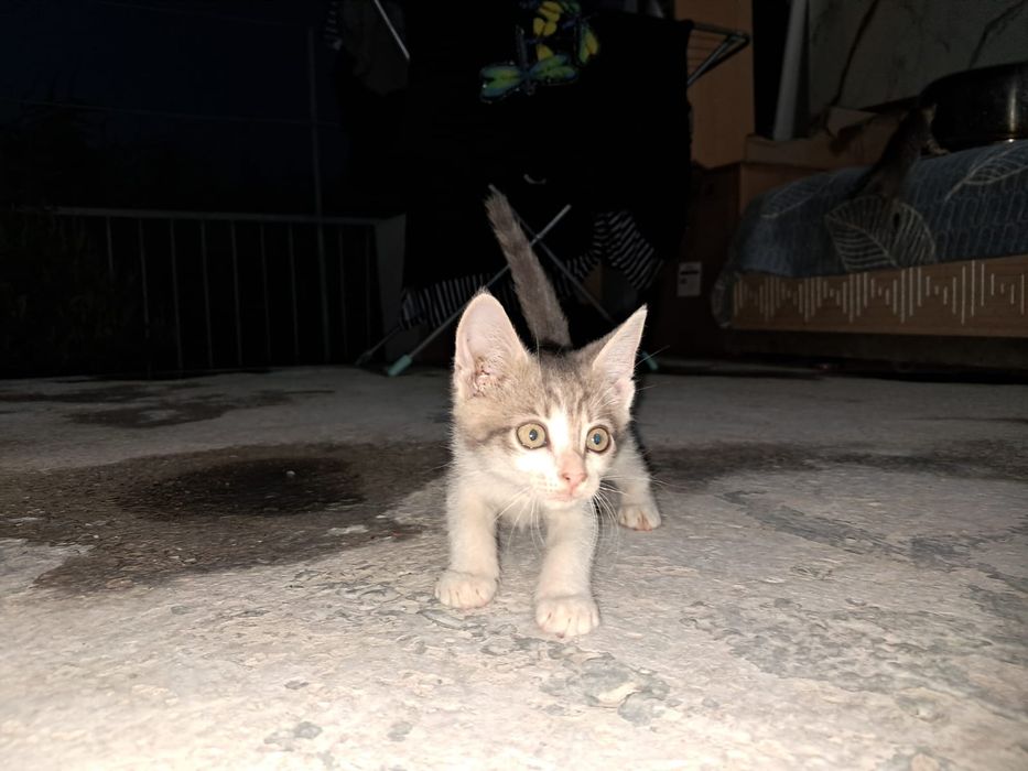 Отдам в хорошие руки котёнок