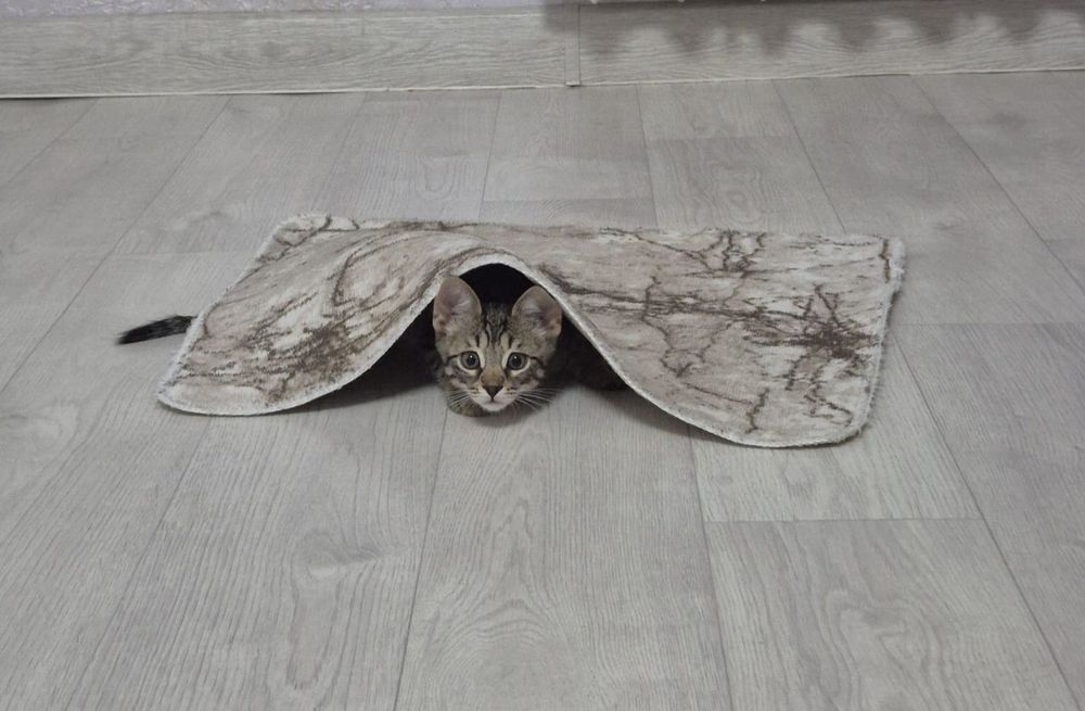 Котята в добрые руки.