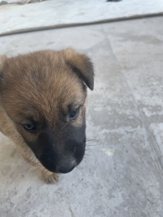 Она послушны и красивые