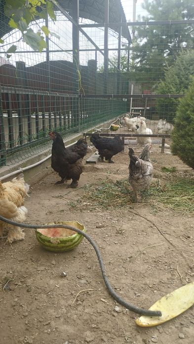 Куры Брама Годовалые