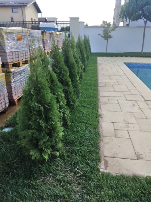 Gazon rulou și plante ornamentale