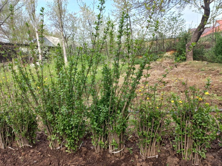 Изгородь. Легустра. Акация