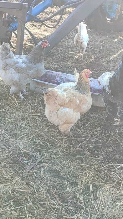 Продам цыплят Брама