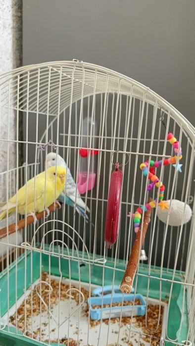 Волнистые попугаи