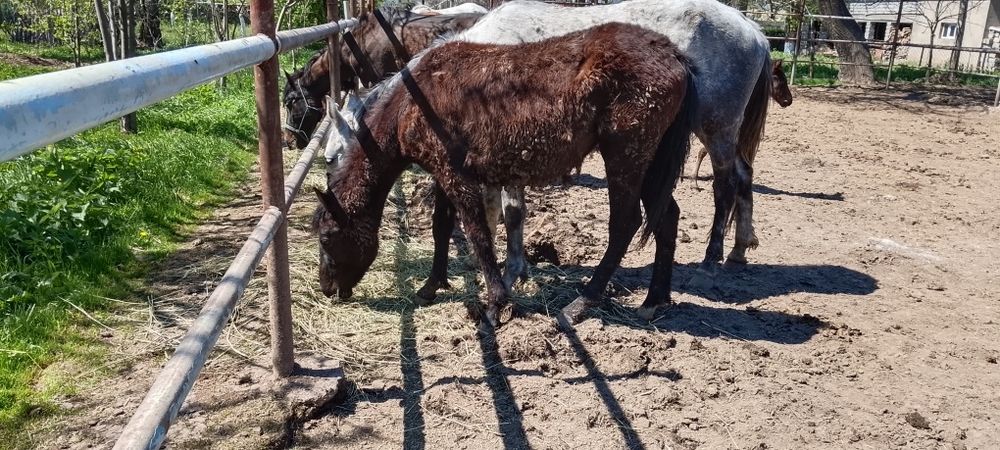 Жылкы 400 мыннан