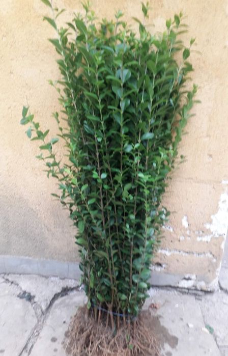 Лигуструм на гол корен