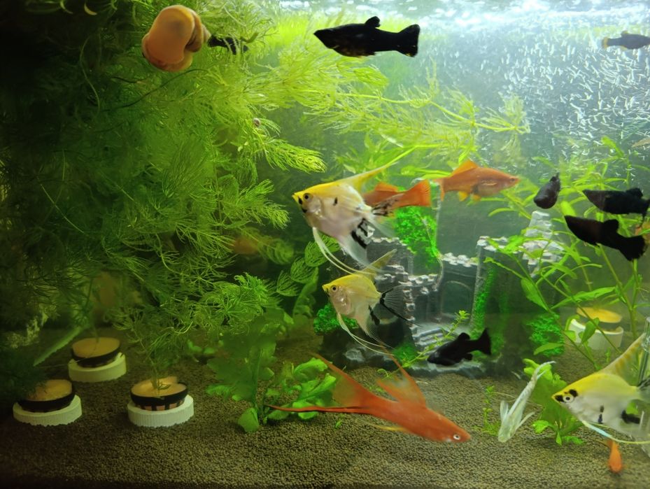 Аквариум балықтар