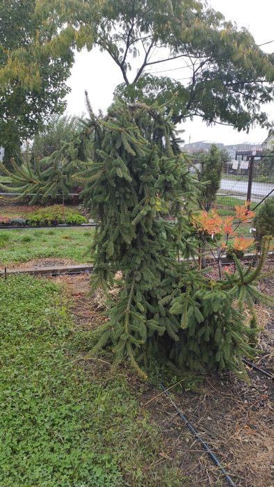 Plante ornamentale deosebite, altoite, de colectie.
