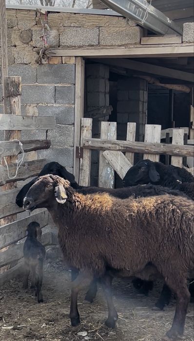 Гиссар Қозылы қой