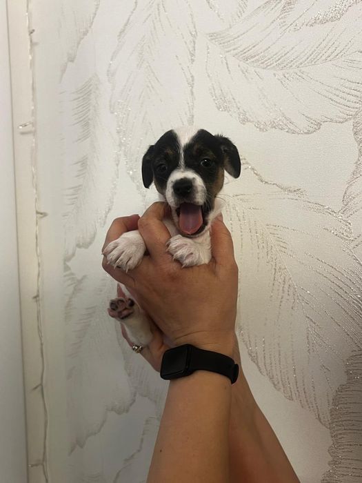 Щеночек той терьер - пинчер