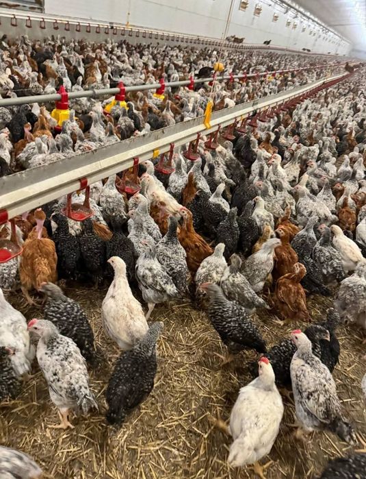 Pui Alb de carne  pui rasă mixta roșu kabir și porumbac