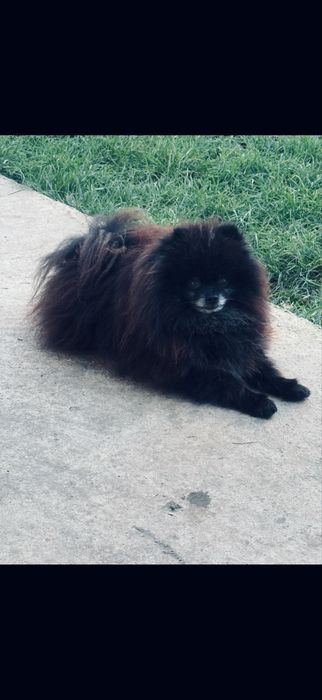 Pomeranian mascul rasa pura