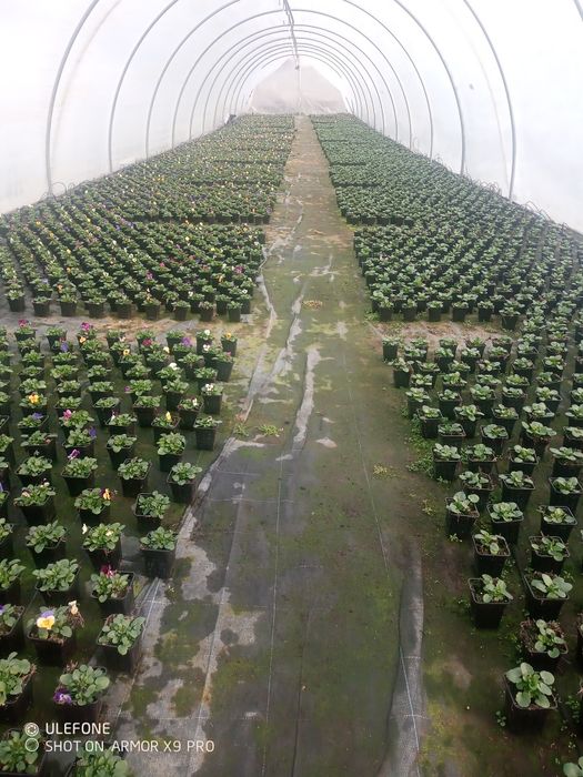 Flori, zambile, primule, cyclamen, panseluțe