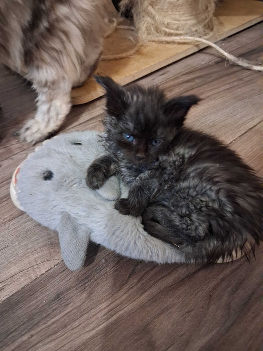 Мейн куун котенца