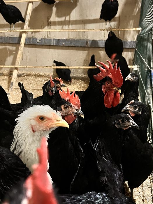 Qora shahzoda Tovuqlar