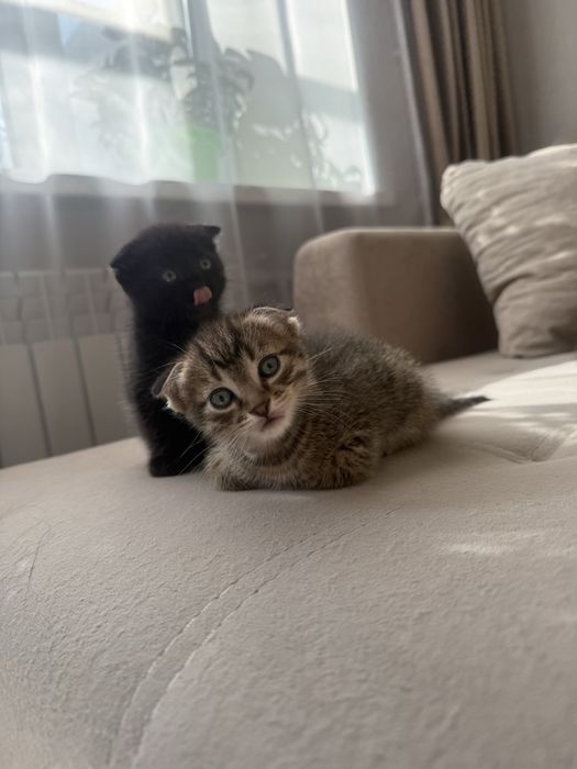 Вислоухая девочка красотка. Отдадим в добрые руки