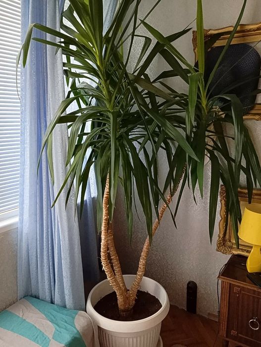 Палма Юка, 20 години, 2 метра от саксията