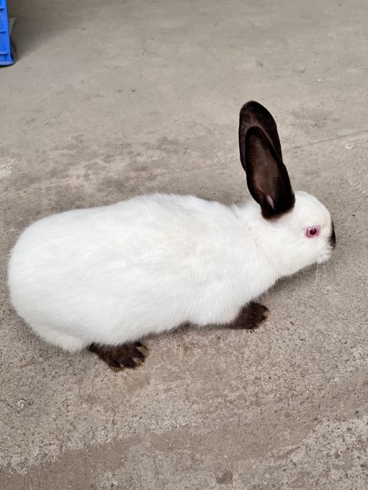 Продается кролики домашние