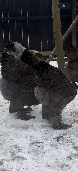 Perechi BRAHMA POTARNICHIU și HD ( 1+1 ) !!!