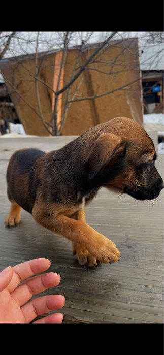 Питбуль чистокровный