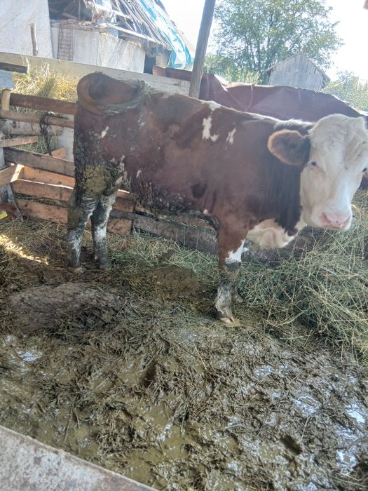 Vand taur baltat 280 300 de kg