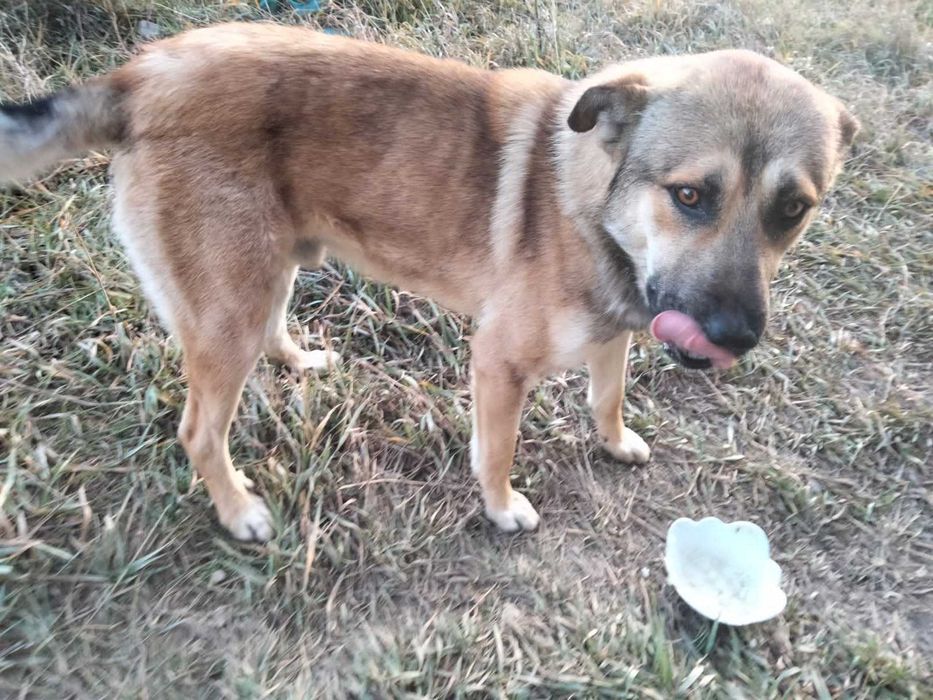 Крупный пес в хорошие руки