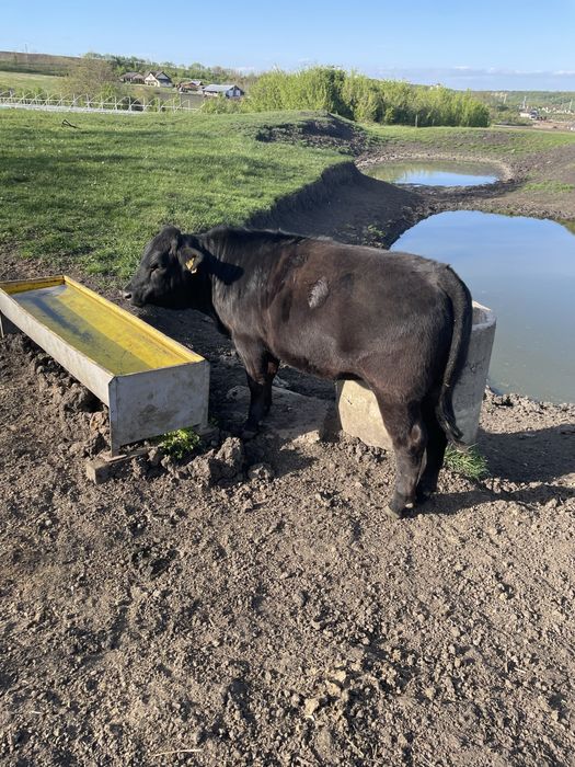 De vanzare vitea metis angus