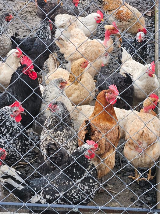 Vând oua pt incubat sau consum