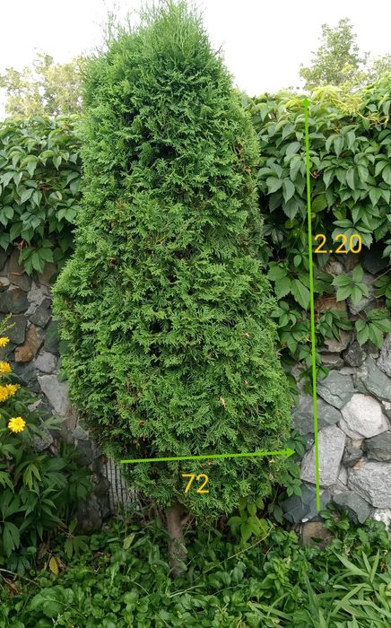 Ель пушистая,туя смарагад ,берите пока есть