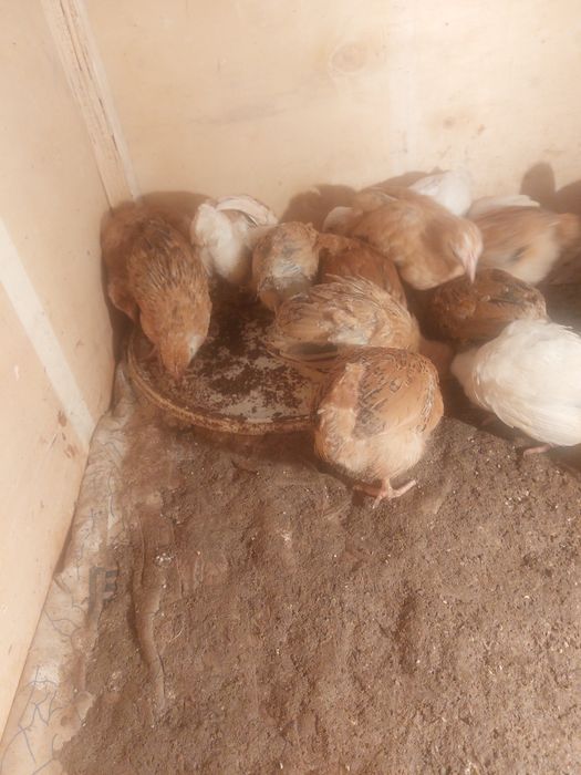 Балапандар сатылады.