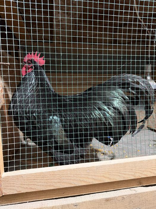 Vand familie 2 gaini si 1 cocos Australorp Negru