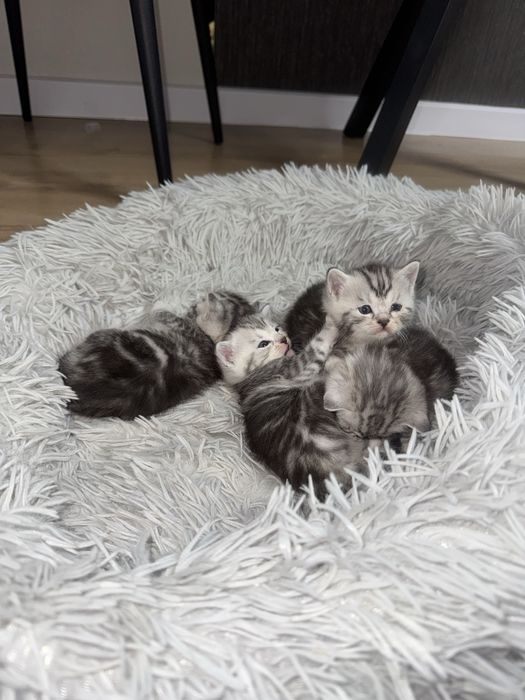 Кошки британец+шотлондец