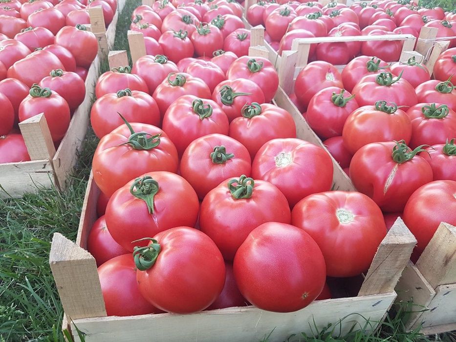 Roșii (tomate) de vânzare