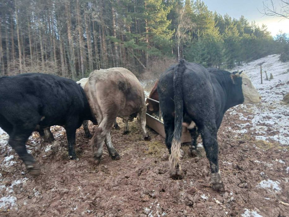 Продавам БИО телета