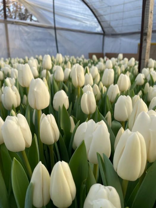 Тюльпаны голландские