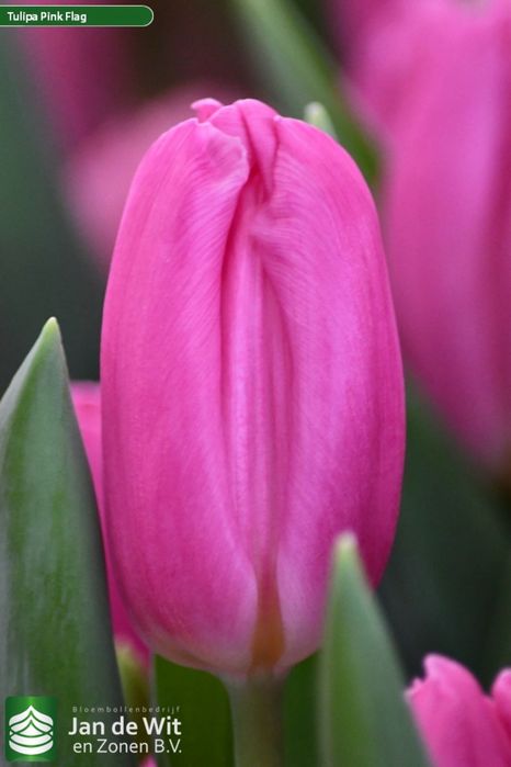 Тюльпаны оптом на 8е марта 2026го года